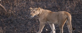 Mikumi National Park