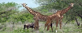 Selous Game Reserve