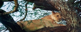Tarangire National Park