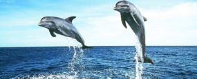 Dolfin Tour