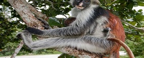 Jozani Chwaka National Park