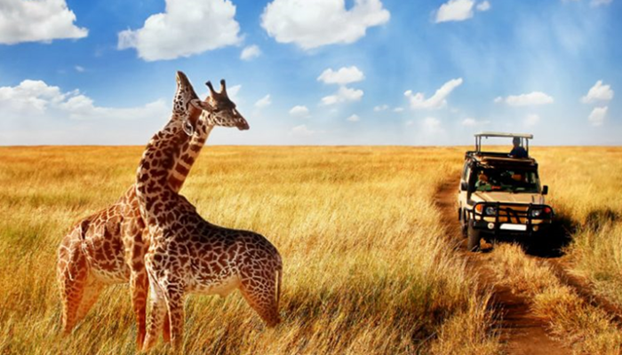 Tanzania Safari