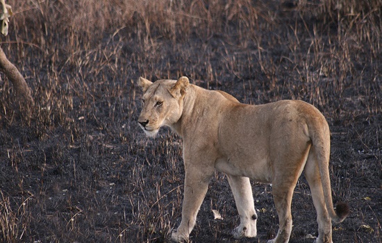 Mikumi National Park