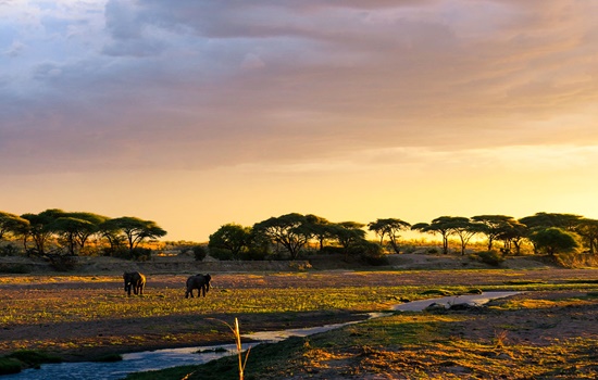 Ruaha National Park