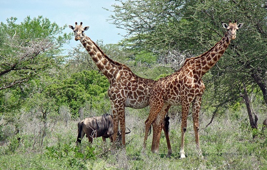 Selous Game Reserve