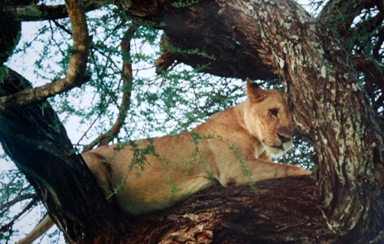 Tarangire National Park