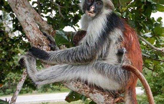 Jozani Forest Zanzibar